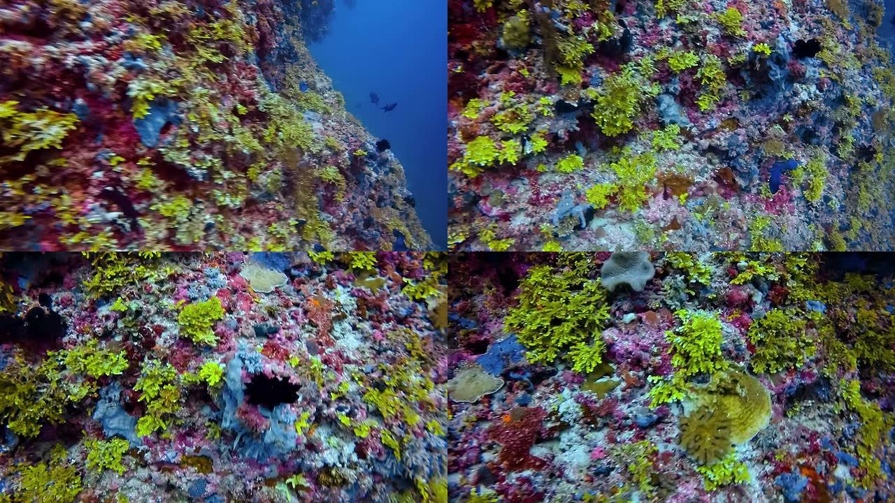 马尔代夫的深海花园，红齿三角鱼