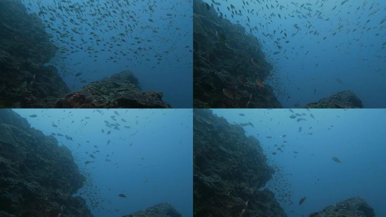 在台湾暗礁中游动的小热带鱼、河豚