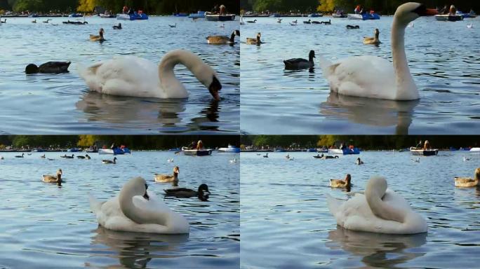 伦敦海德公园 (UHD) 蛇形湖上的白天鹅