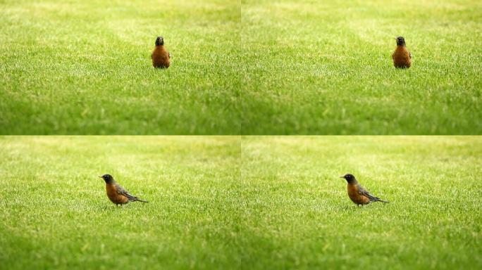 红胸知更鸟在地上寻找虫子。