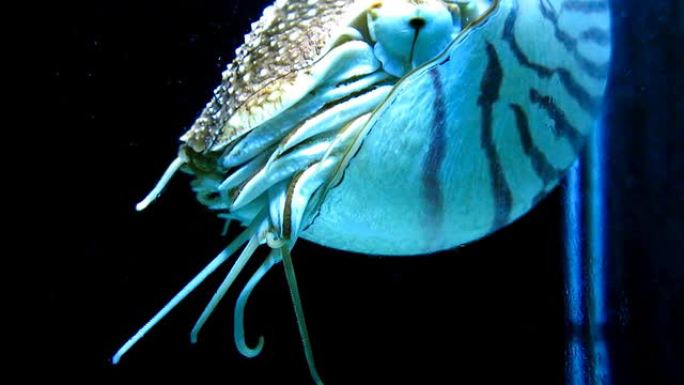 野生室鹦鹉螺水生动物触角海洋生物