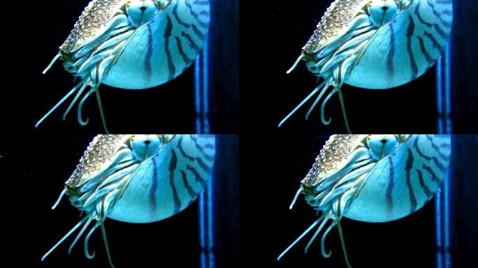 野生室鹦鹉螺水生动物触角海洋生物