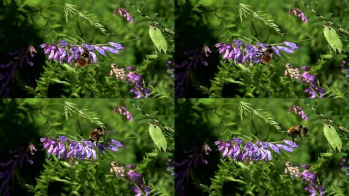 蜜蜂飞行（每秒240帧）CU