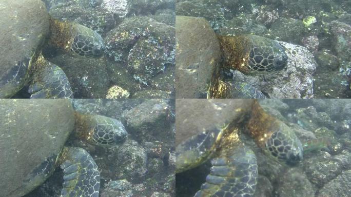 夏威夷的游泳乌龟乌龟觅食海龟觅食