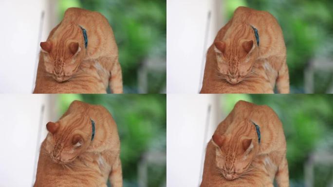 橙色的猫舔它的身体来清洁自己。