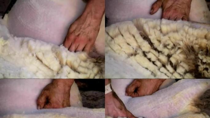 剪羊毛澳大利亚传统养殖业经济收入