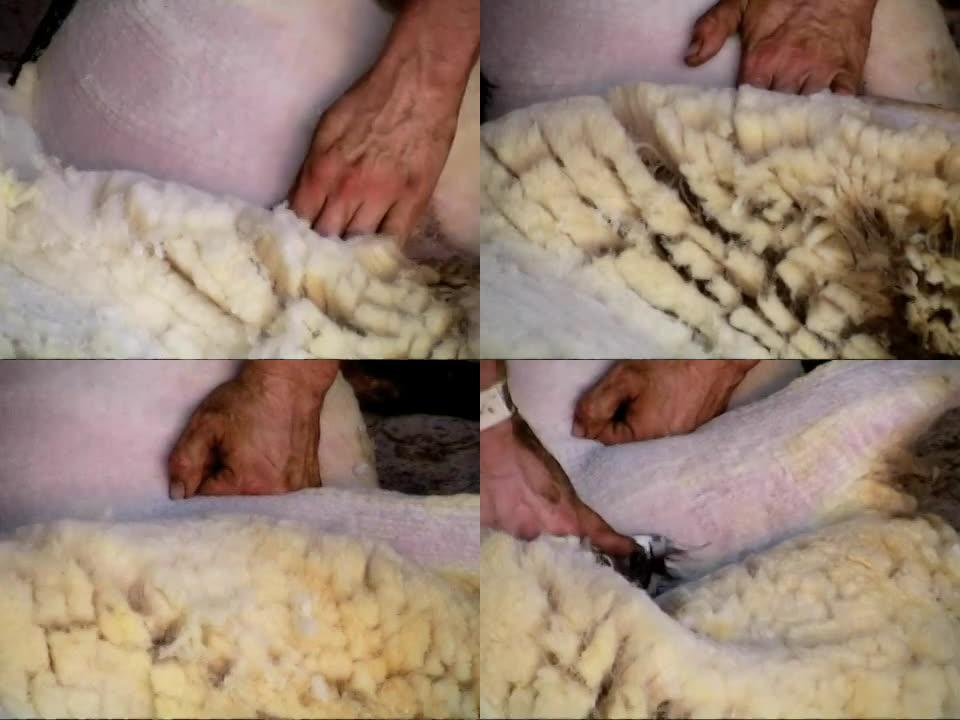 剪羊毛澳大利亚传统养殖业经济收入
