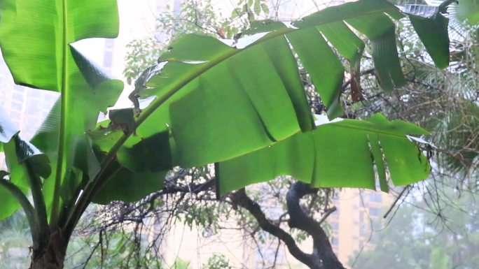 春雨雨中芭蕉树叶香蕉叶芭蕉清新唯美叶