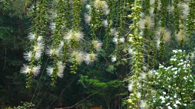 美丽的印度橡树花落花镜头