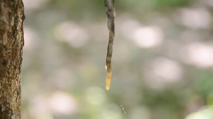 平移: 如何保持橡胶树上的橡胶胶乳