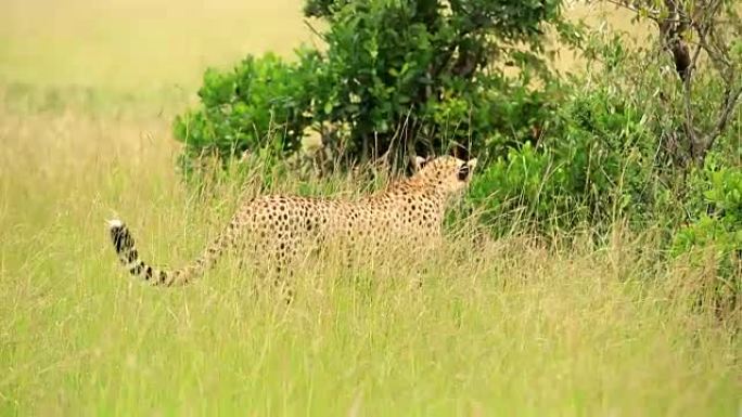 猎豹在野外捕食非洲大草原物种栖息地国家公