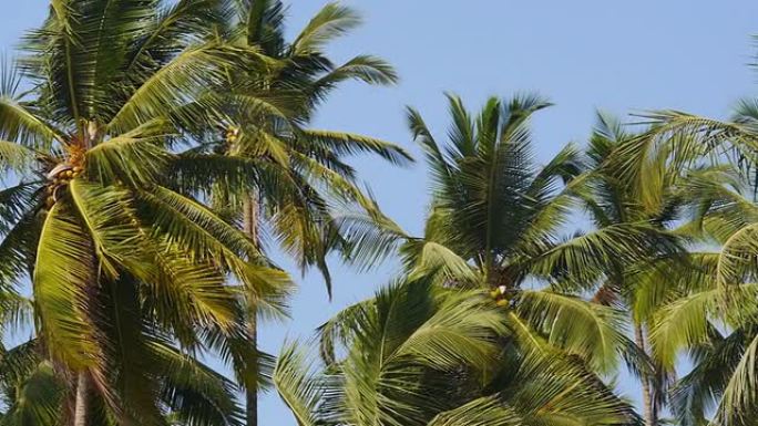 印度果阿Palolem的椰子树