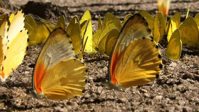 蝴蝶成群结队大自然生态环境