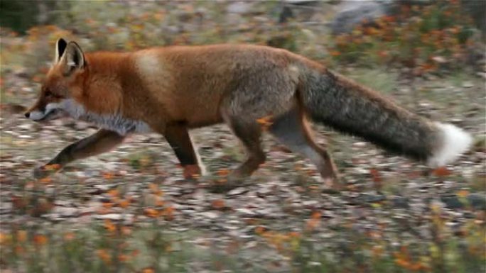 狐狸带着猎物奔跑狐狸带着猎物奔跑野生动物