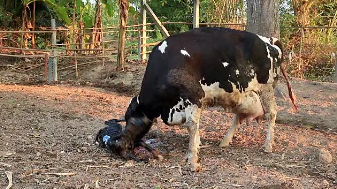 母牛清洁她的新生儿