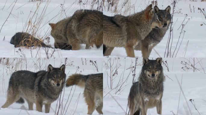 两只狼生物学生物研究大自然动物