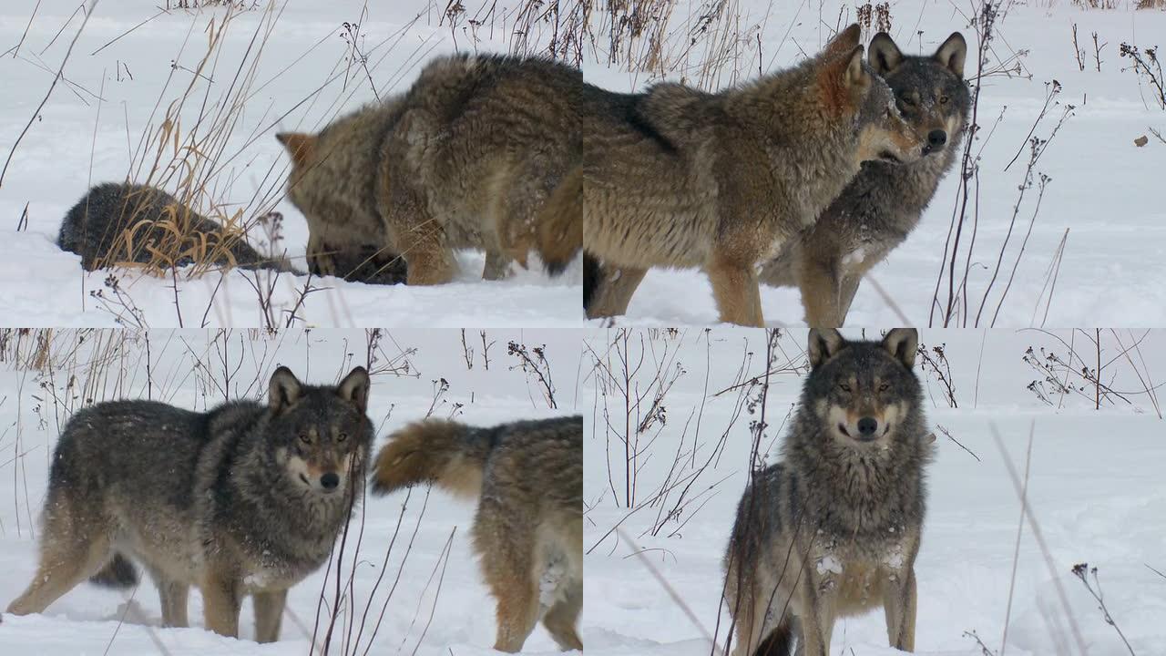 两只狼生物学生物研究大自然动物