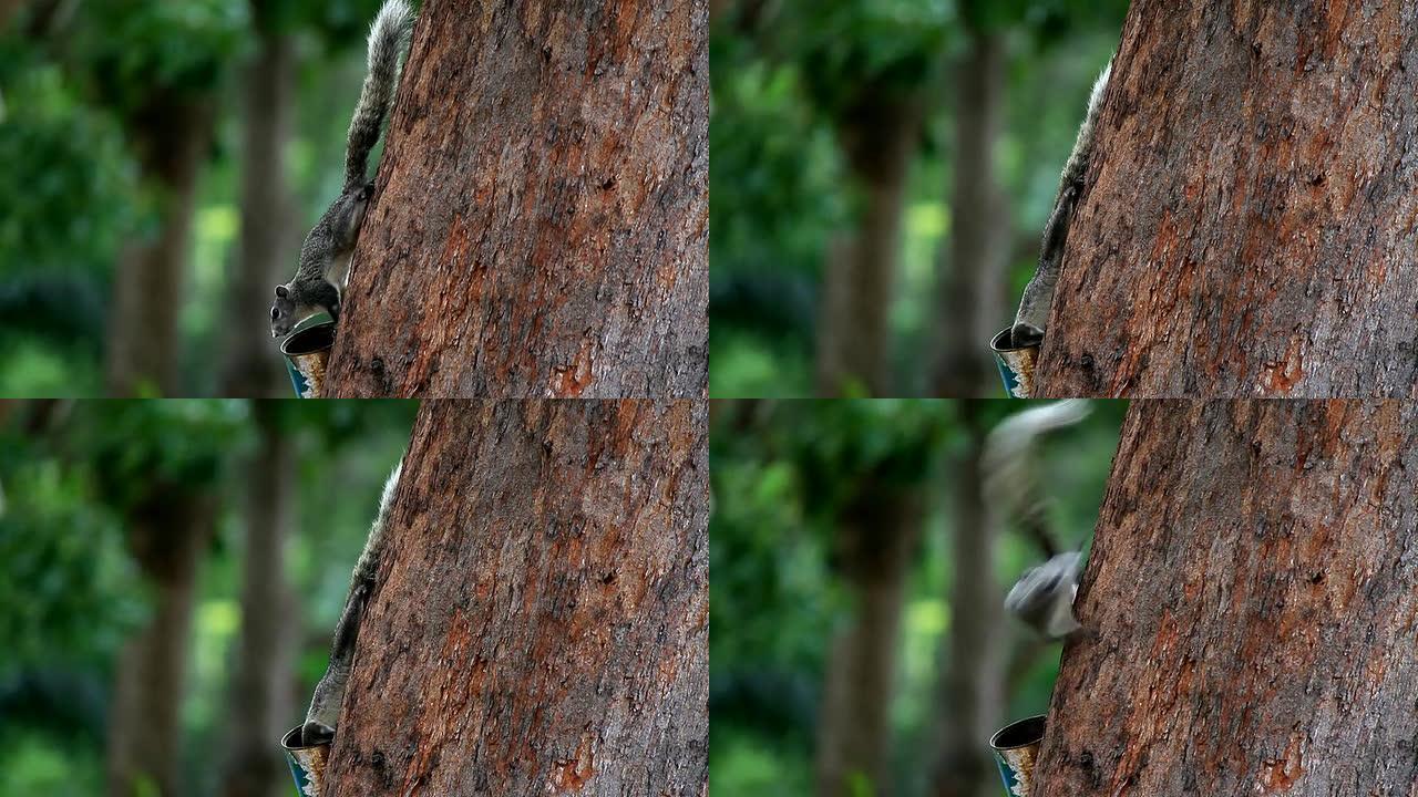 树上的松鼠山中精灵警惕机警吃东西觅食