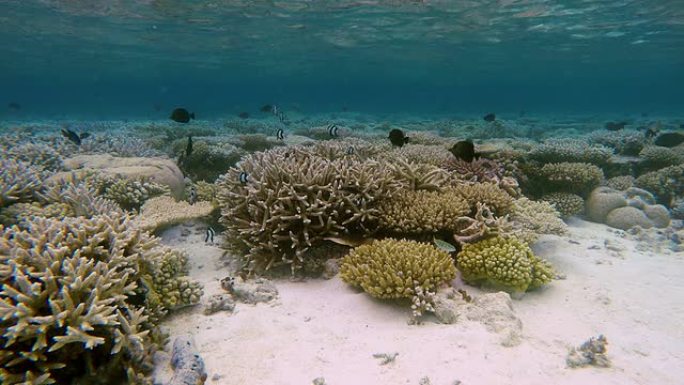 马尔代夫热带珊瑚园