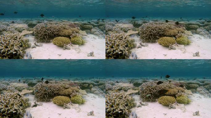 马尔代夫热带珊瑚园