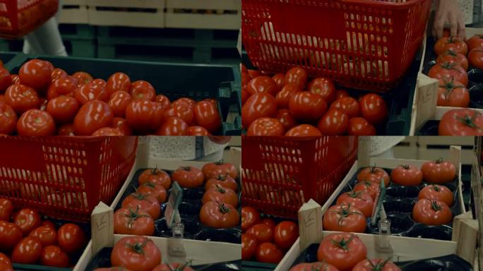 从超市的盒子里摘西红柿的女人