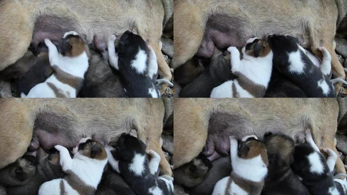 幼犬母乳喂养