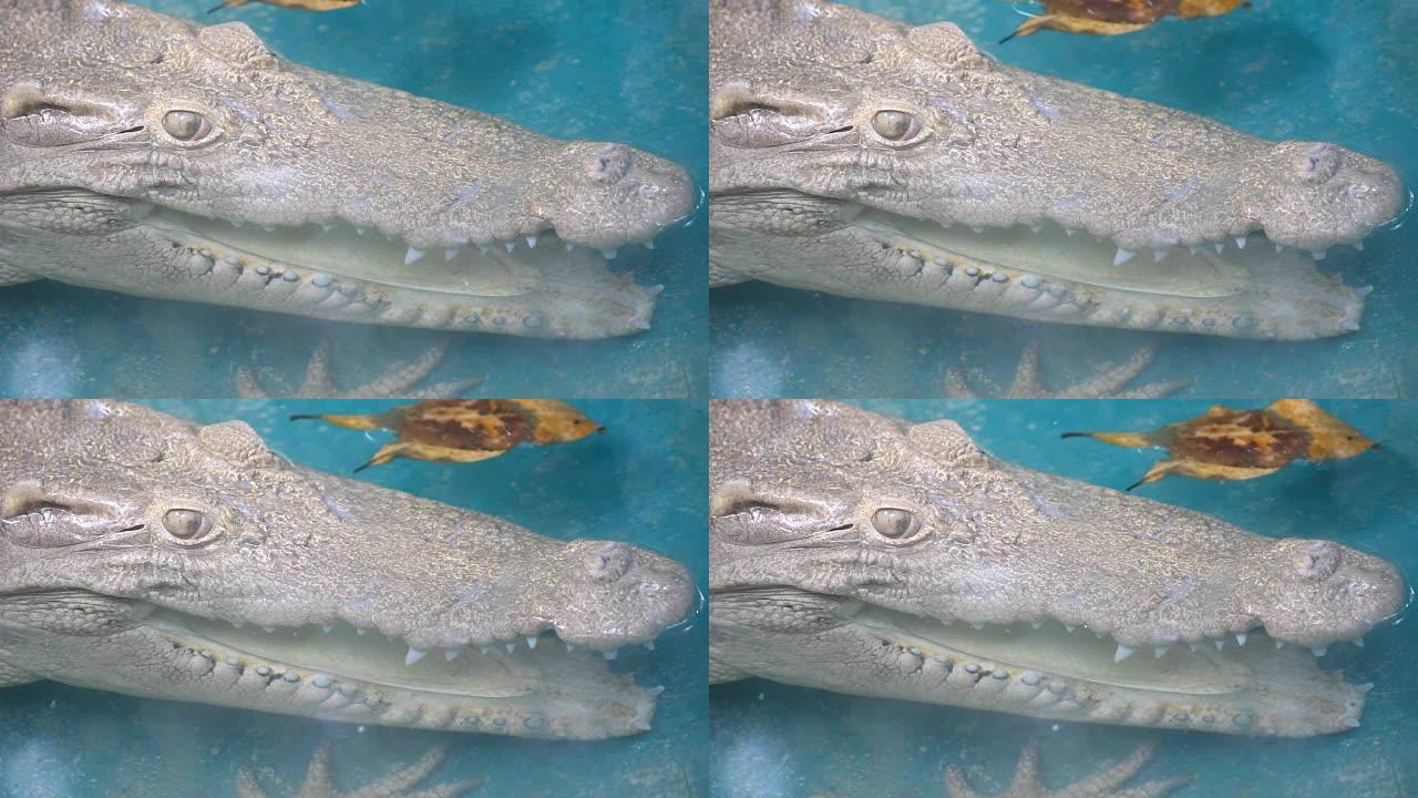 鳄鱼之眼，白化鳄鱼之眼