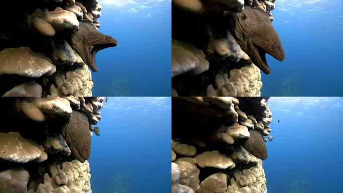 海鳗和珊瑚2张嘴觅食隐藏