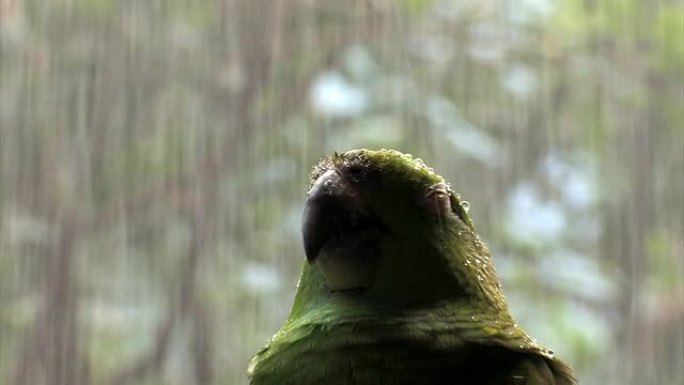 雨中的绿鹦鹉二。。。闭合