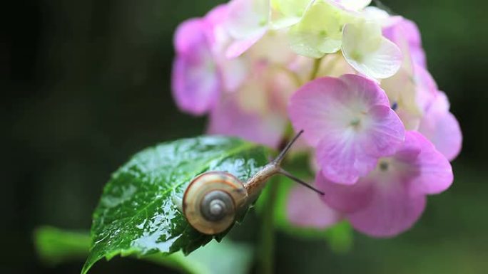 蜗牛红花绿叶