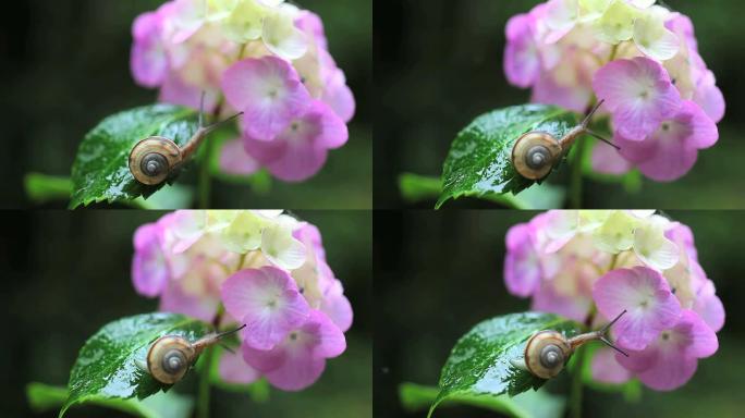 蜗牛红花绿叶