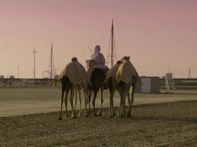迪拜的骆驼