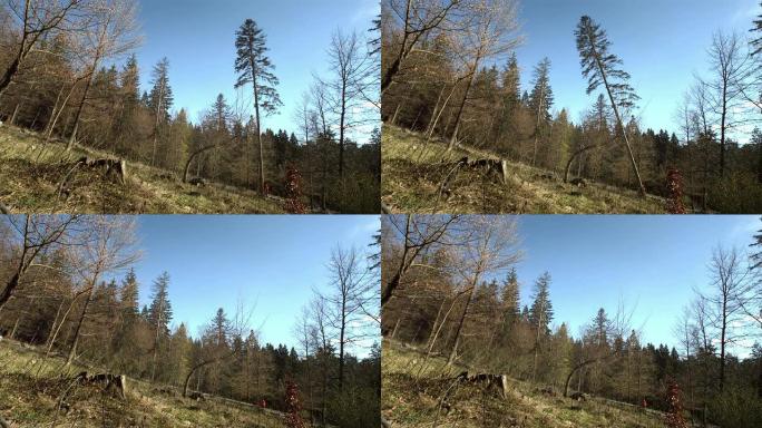 高清超级慢动作: 伐木工人砍伐一棵树