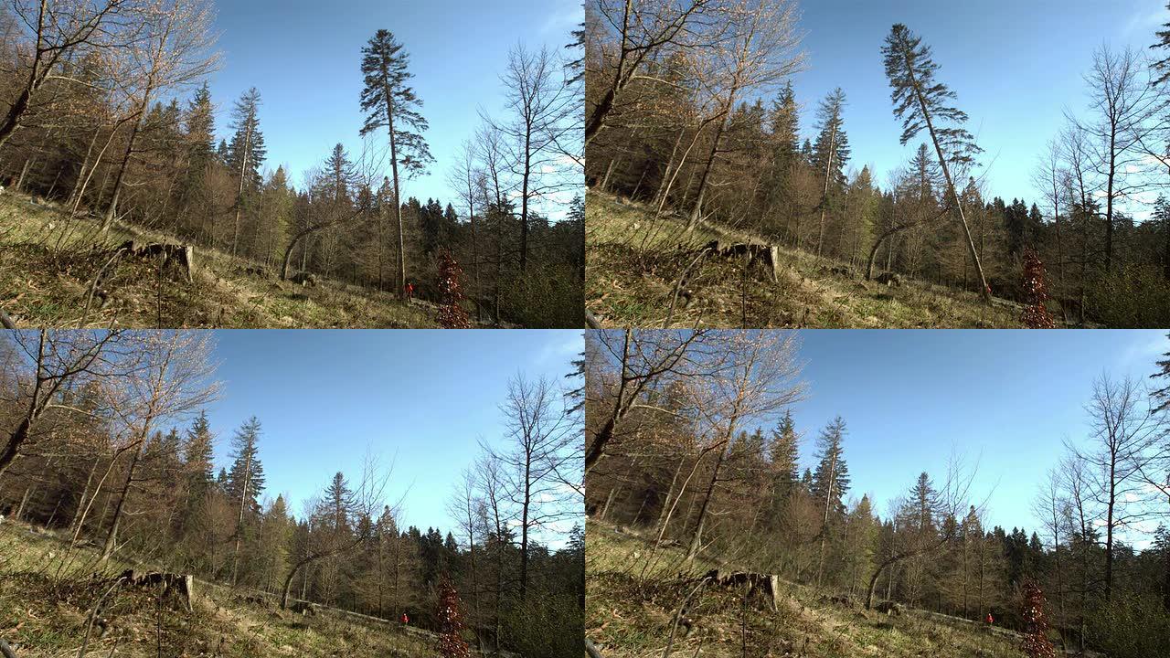 高清超级慢动作: 伐木工人砍伐一棵树