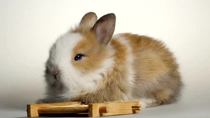 可爱的小矮兔小兔子小动物萌宠