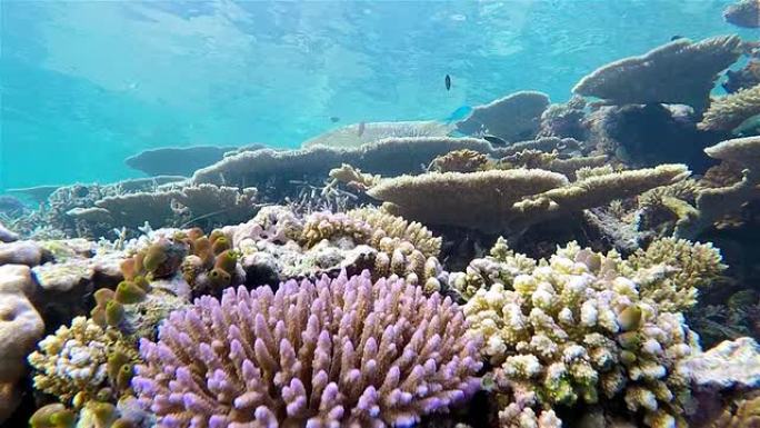 在珊瑚礁上潜水-马尔代夫/南阿里环礁