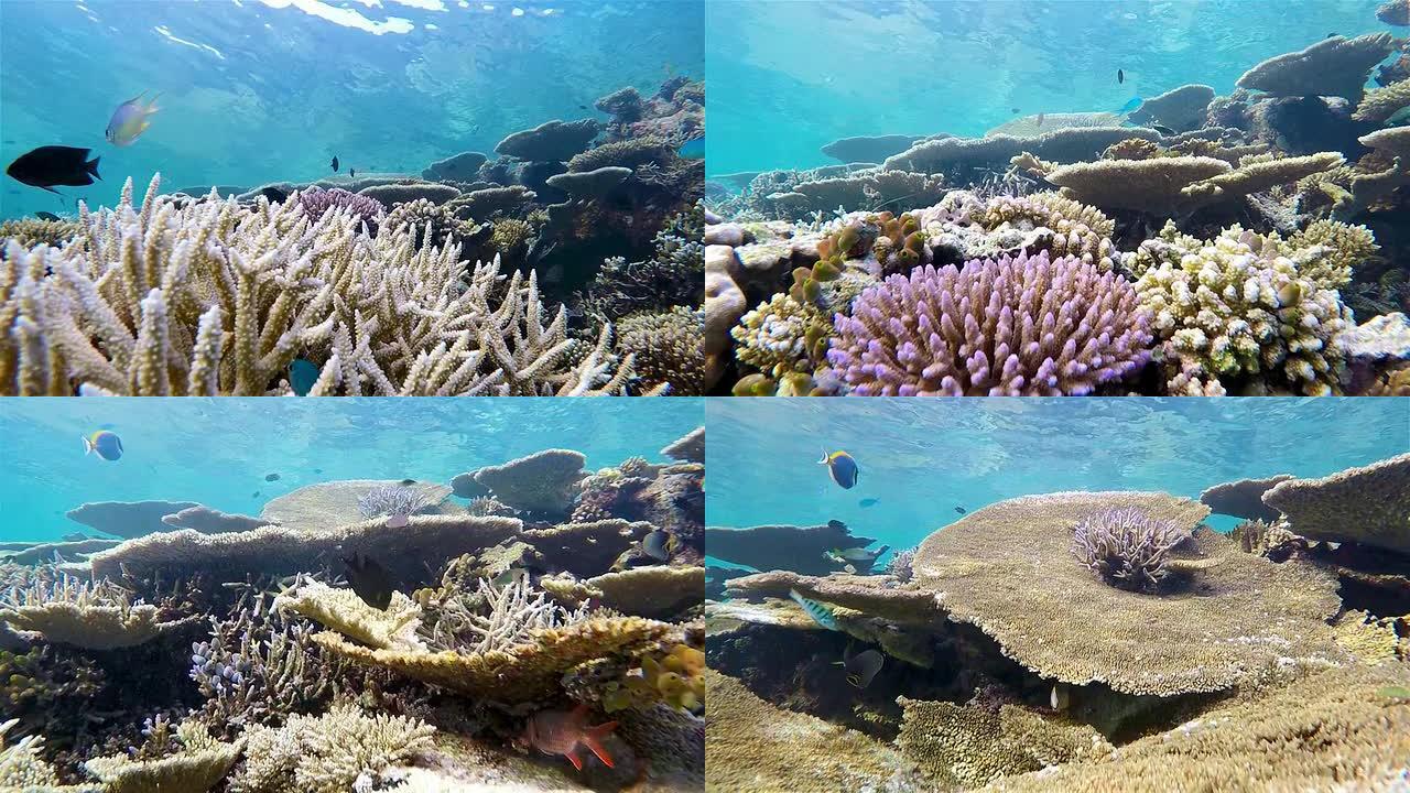 在珊瑚礁上潜水-马尔代夫/南阿里环礁