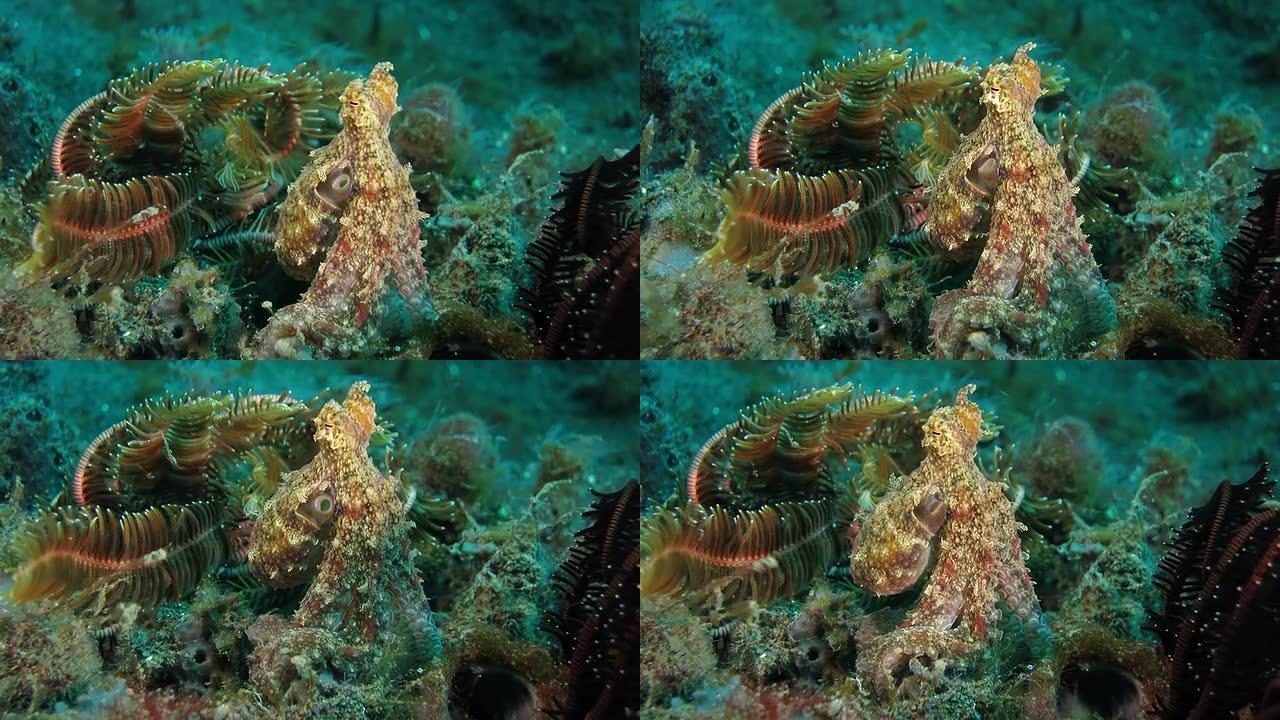 章鱼站着吓跑敌人海底生物科普大自然力量