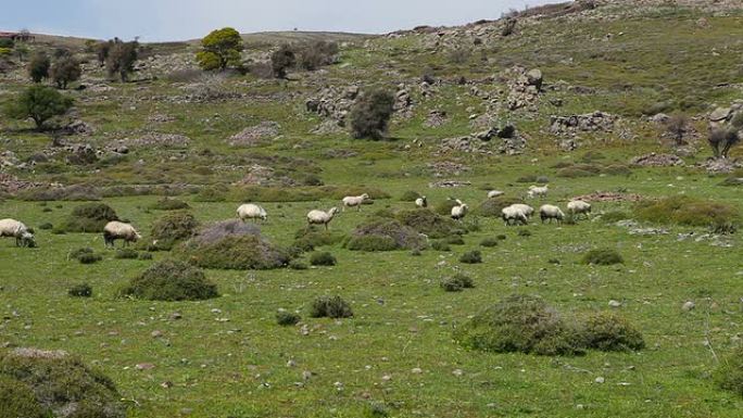 HD：绵羊盛宴。羊羔在田园环境中大快朵颐。