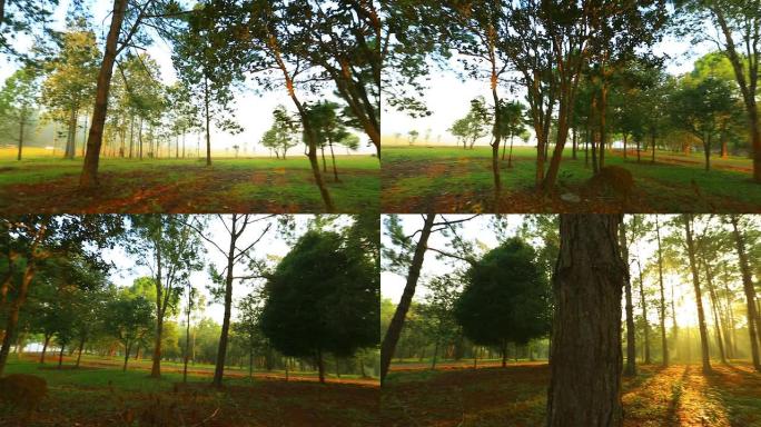 早晨在松树上，雾蒙蒙的