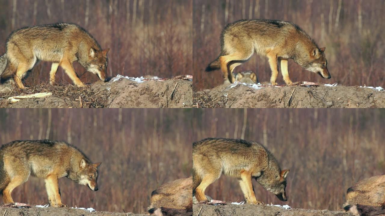 狼狼野生