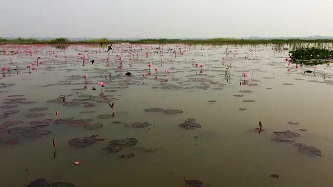 红莲海