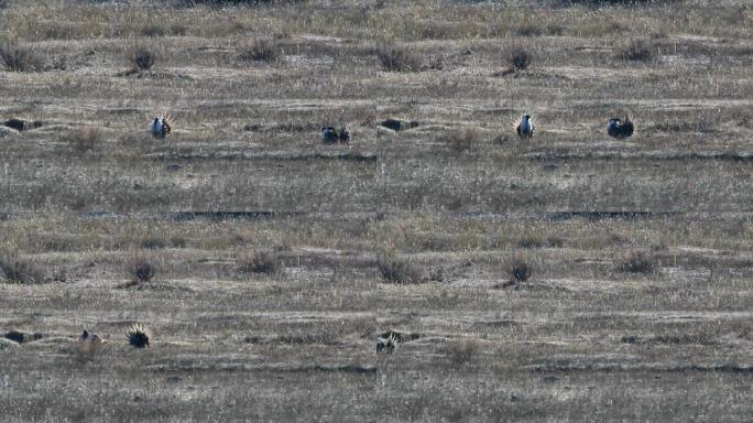 科罗拉多列克的高清视频罕见的冈尼森鼠尾草