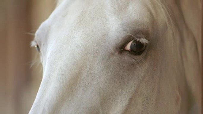 白马的眼睛