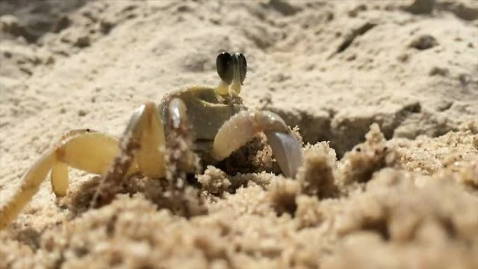 沙子里的螃蟹