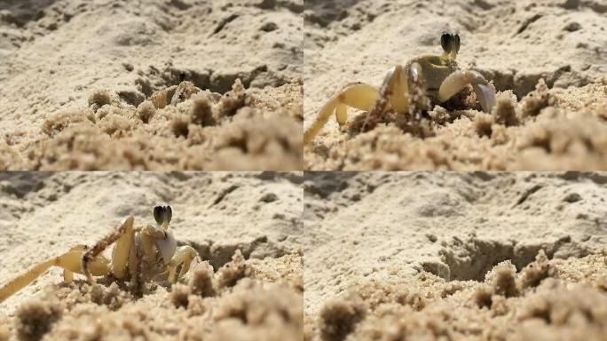 沙子里的螃蟹