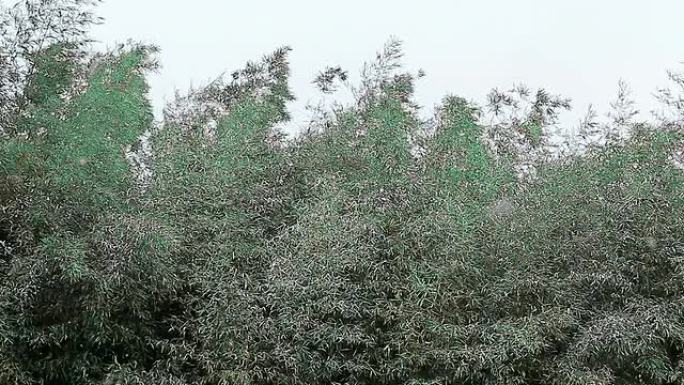 竹子在雪地和风中休息