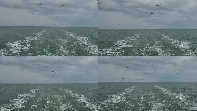 跟随海鸥在游轮船尾后面的泡沫状轨道上飞行的船