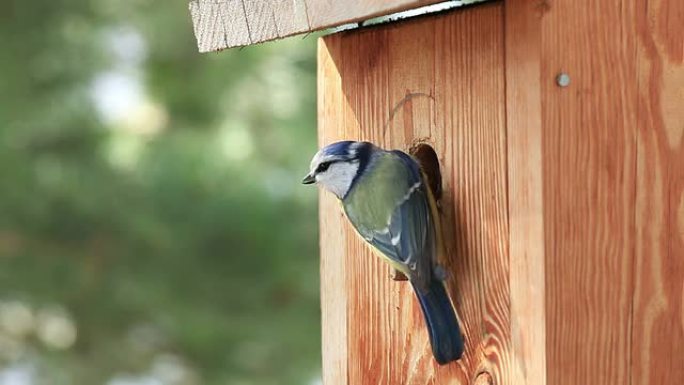 蓝色山雀野生动物保护生物生态飞翔飞鸟