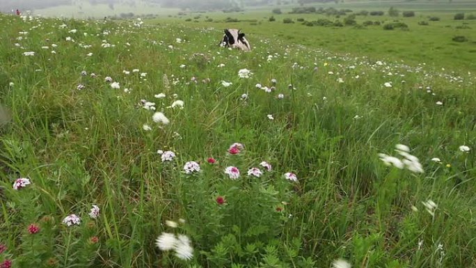 草地上的牛在休息天然牧场养殖